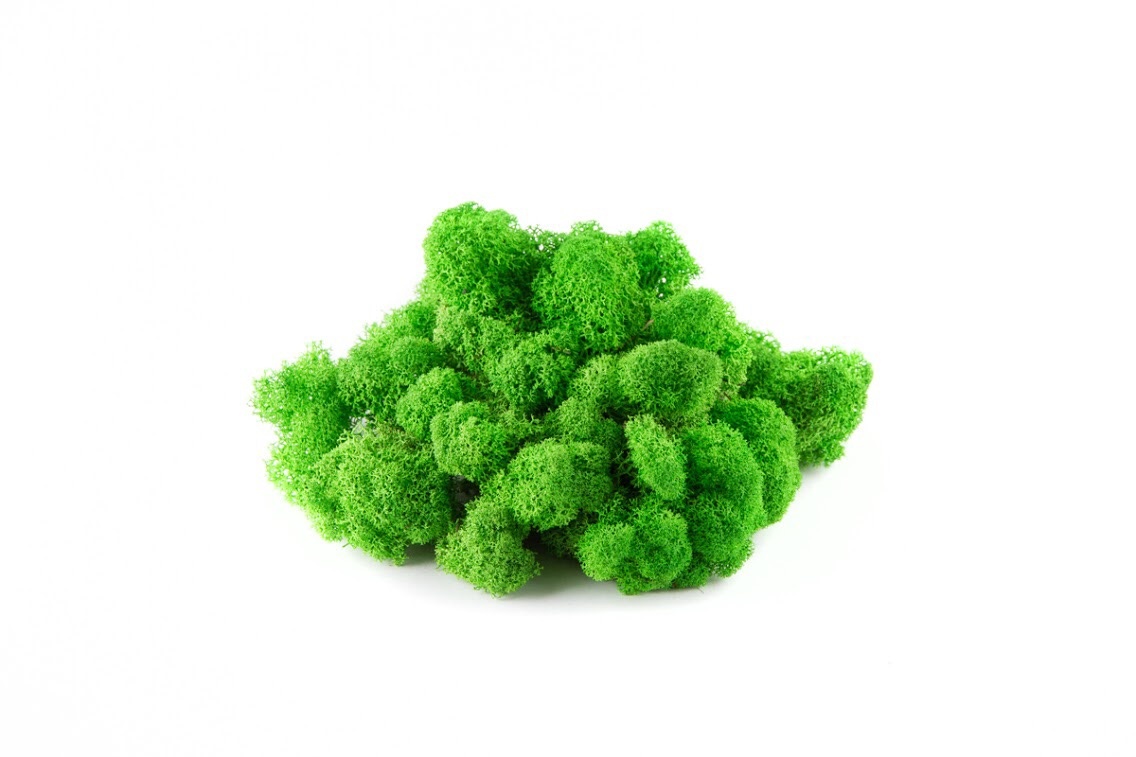 Мох стабилизированный Ягель