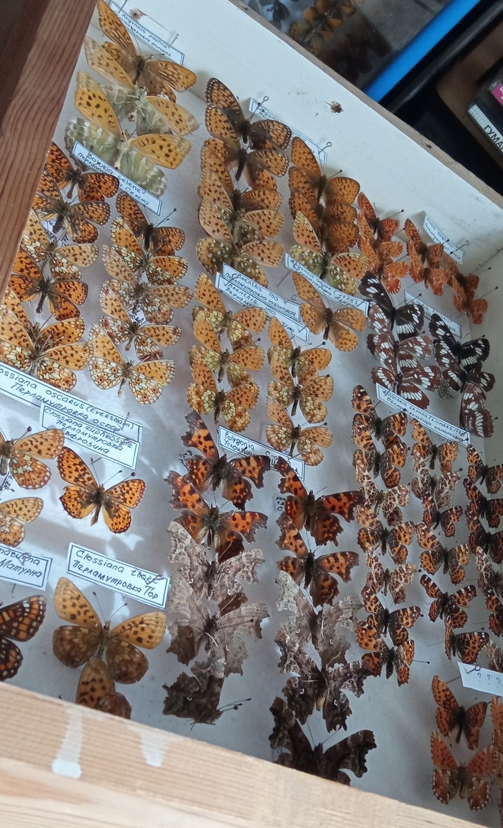 Перламутровки и нимфалиды