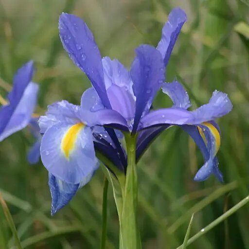   Ирис Луковичный Мария Тетерятникова