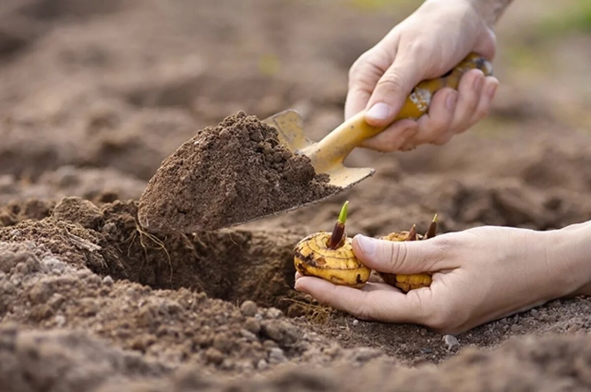    Тюльпаны, маргаритки, крокусы.