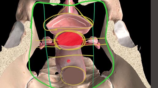 2 семестр. 7 занятие. Топографическая анатомия фасций таза. Апоневроз Денонвилье, капсулы Амюсса, Пирогова-Ретция.