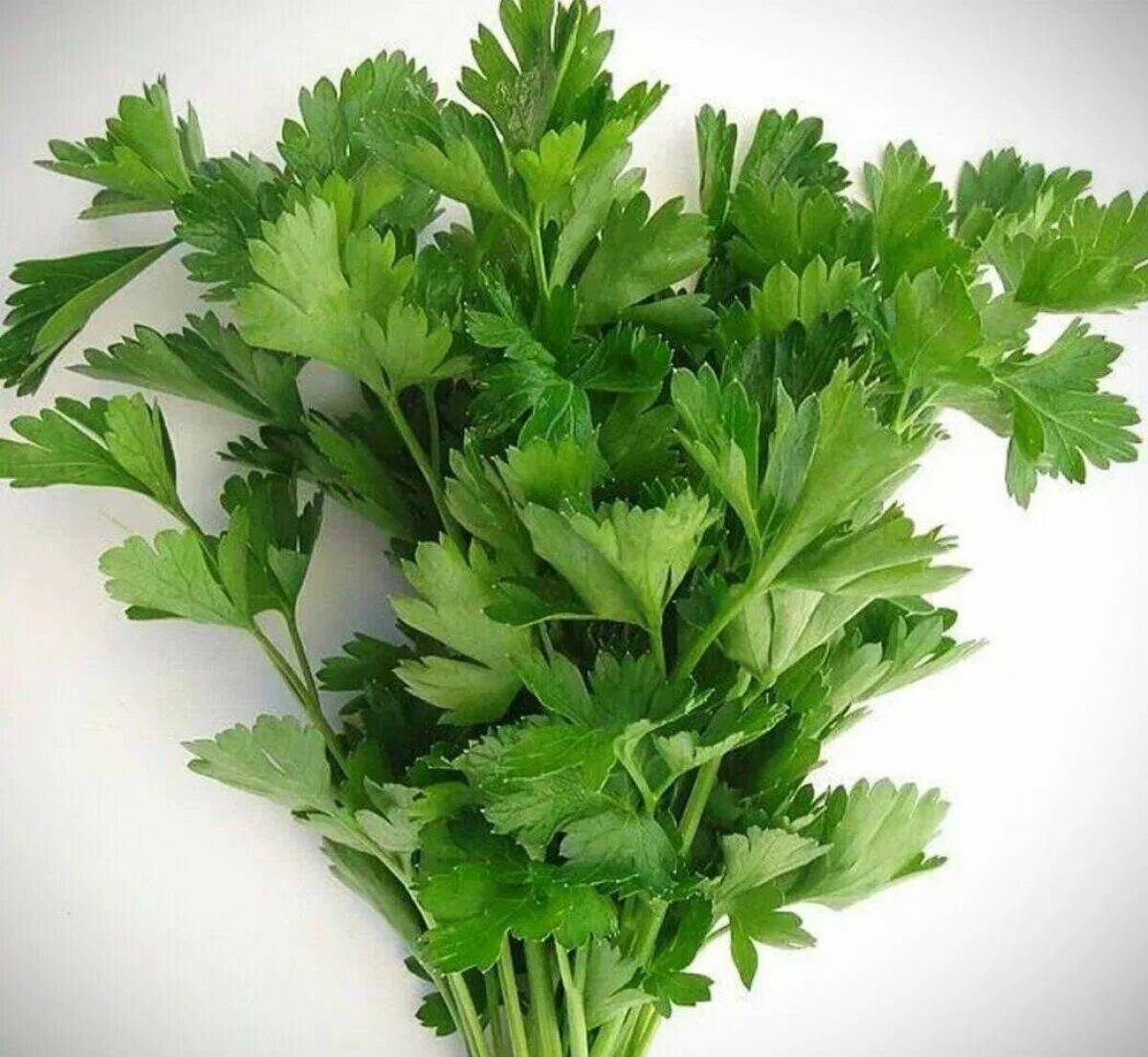 фото источник modasadovod.ru