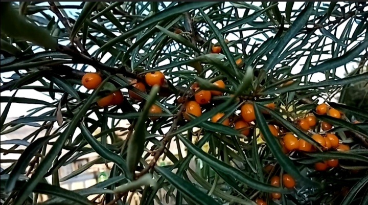 облепиха в конце августа