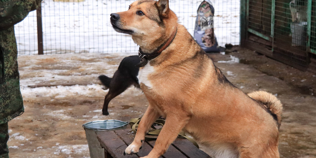 В приюте живёт пёс, который очень похож на лайку, но только в три раза больше