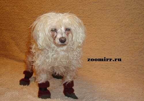 Тапочки для собаки своими руками