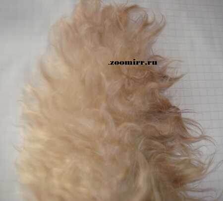 Собачья лапка