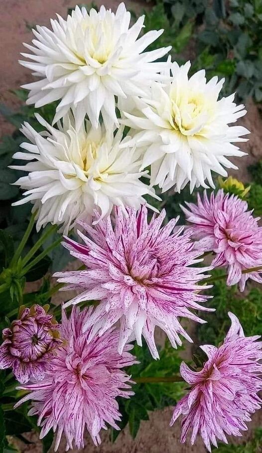 Георгины. Жаль не  стоят в букете...