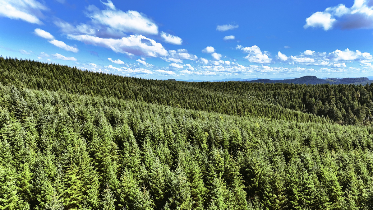 Картинка с бесплатного фотостока https://unsplash.com, автор Kayla Tift