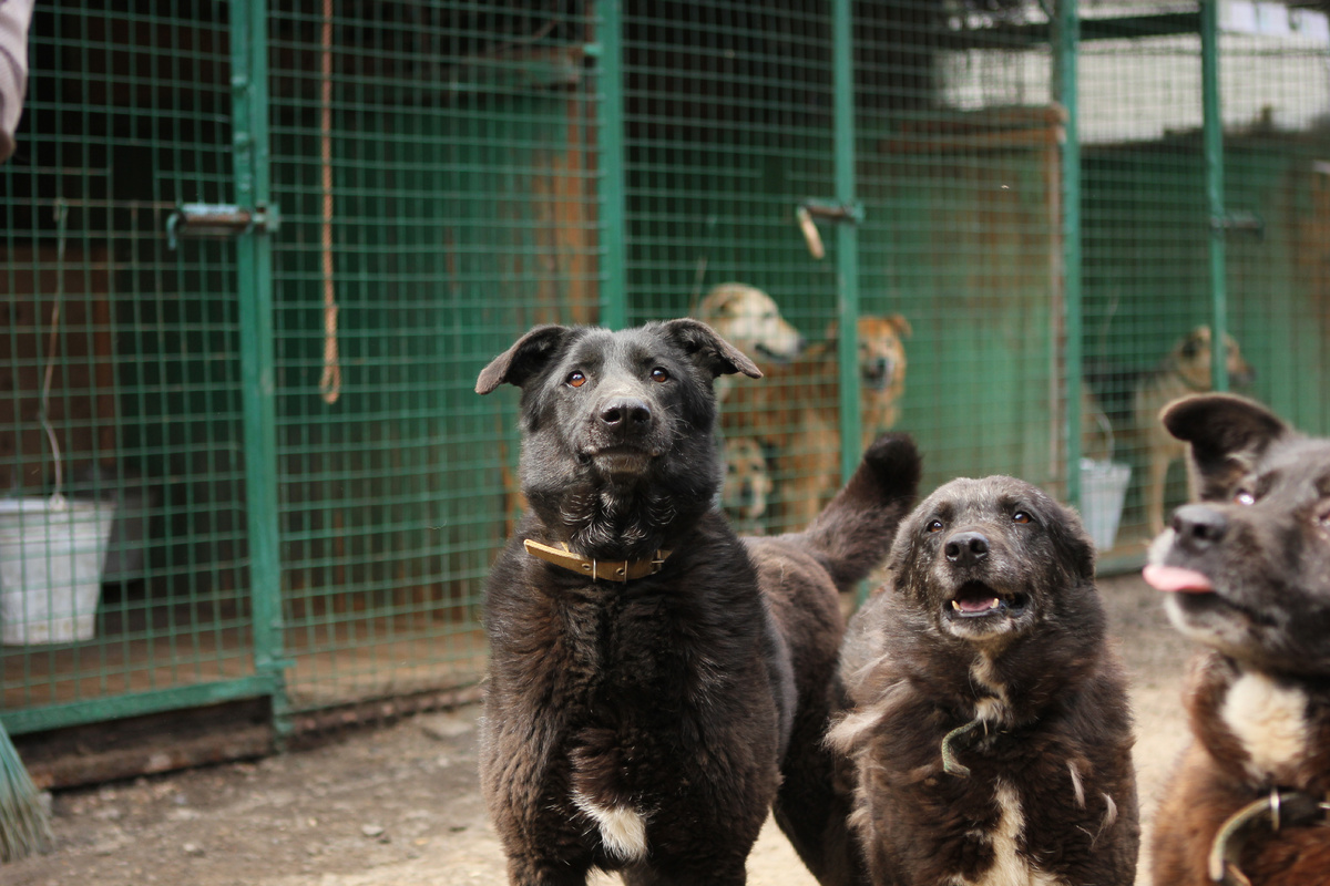 Привет. Я Кора. Здесь я по-серединке. Не закрывай сразу статью. Дай мне шанс. Лайкни меня - это продвижение статьи