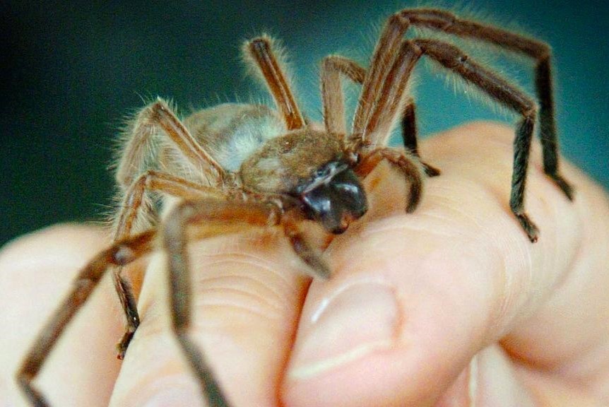 Как сделать паука из бумаги оригами своими руками на хэллоуин: видео, схемы для детей