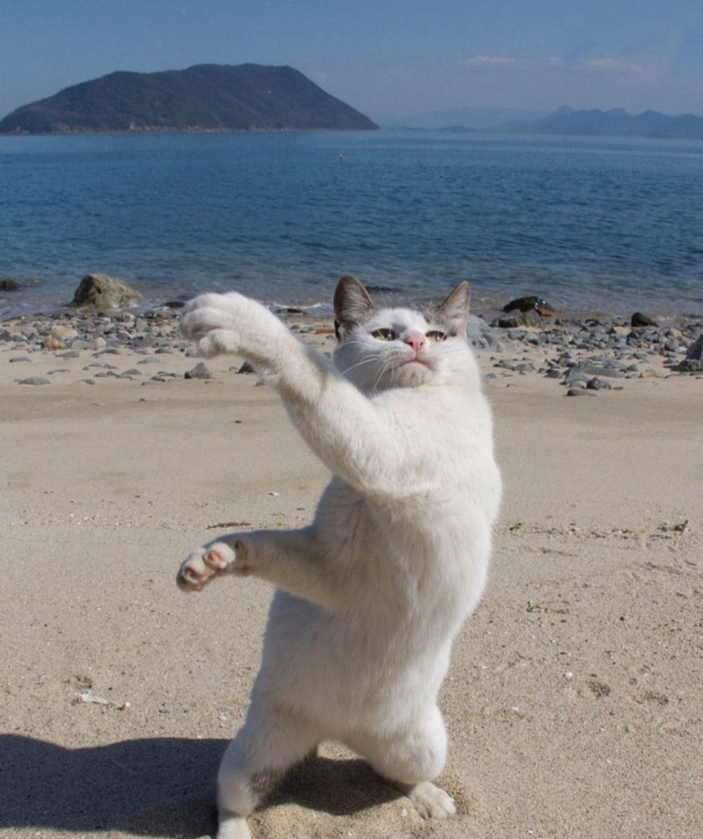 Яндекс картинки