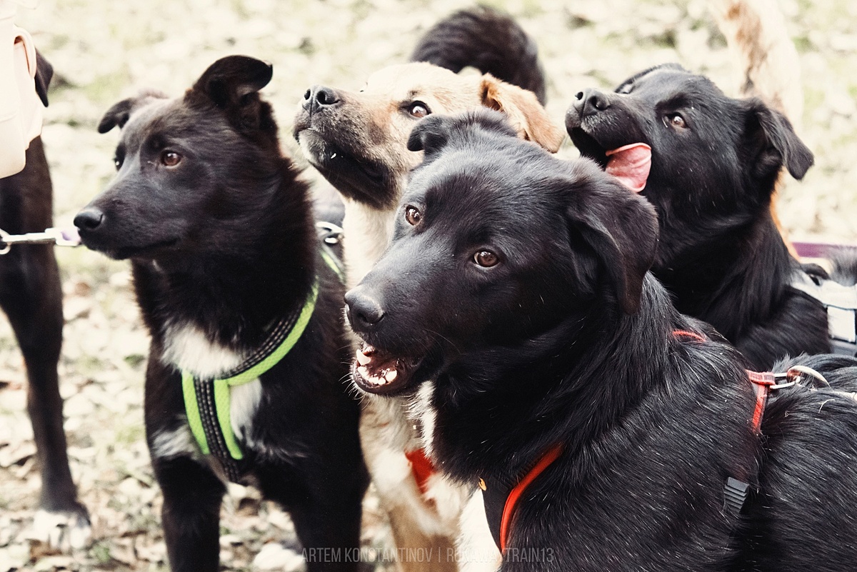 Фото из сообщества ВК приюта «Красная Сосна»; день открытых дверей в 2023 году