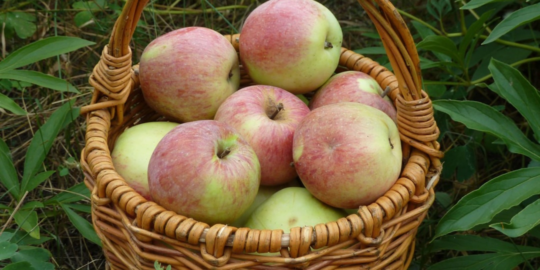 Лучшие ПИРОГИ С ЯБЛОКАМИ 🍎 ТОП 5 рецептов яблочного пирога