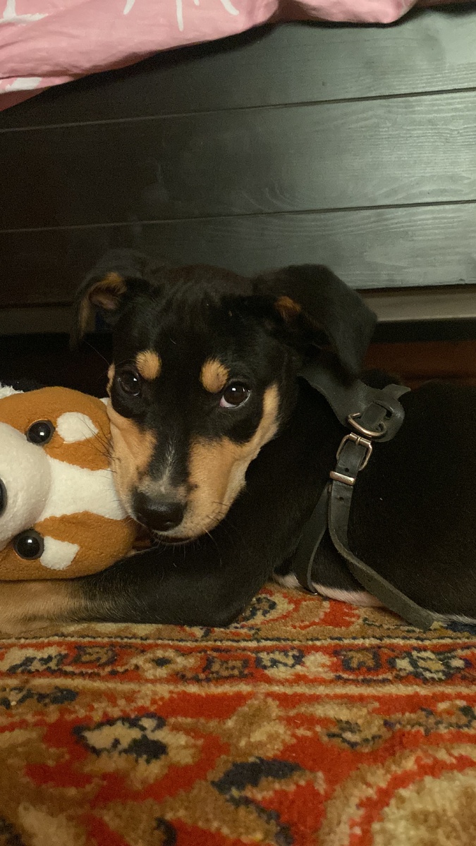 бастын знает 3 команды сидеть апорт и прыг,не смогу показать как он это делает так как он сейчас в деревне🫤💔,но зимой мы с ним встретимся❤️‍🔥❤️‍🔥ему 8 сентября исполнится 4 месяцев😝 а так ему 3 месяцев, ну все всем пока💓💗.