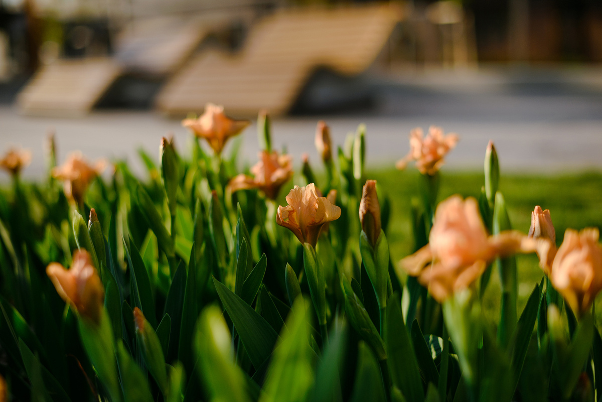Тюльпаны во дворе «Сердце Каспия»