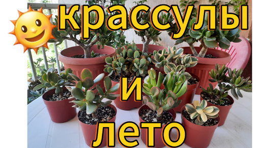 КРАССУЛЫ и другие. Кто ВЫЖИЛ и кто ПОСТРАДАЛ🥺 из-за моей беспечности. Мои ОШИБКИ в уходе за ними этим летом.