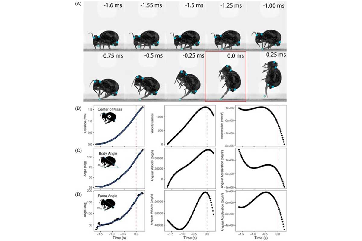 Integrative Organismal Biology📷Эти прыжки трудно изучать, поскольку обычная камера способна поймать размытое пятно