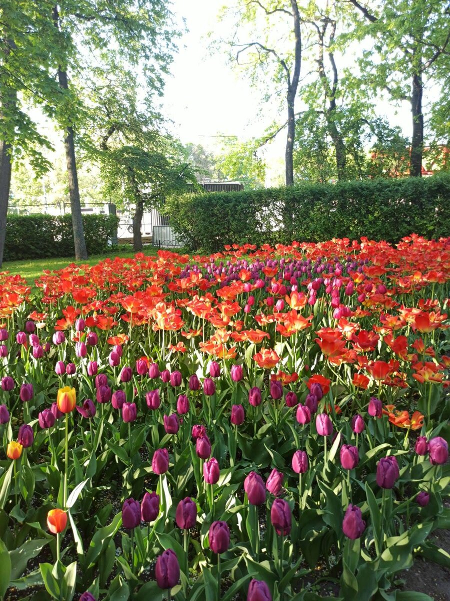 Фестиваль тюльпанов Санкт-Петербург
