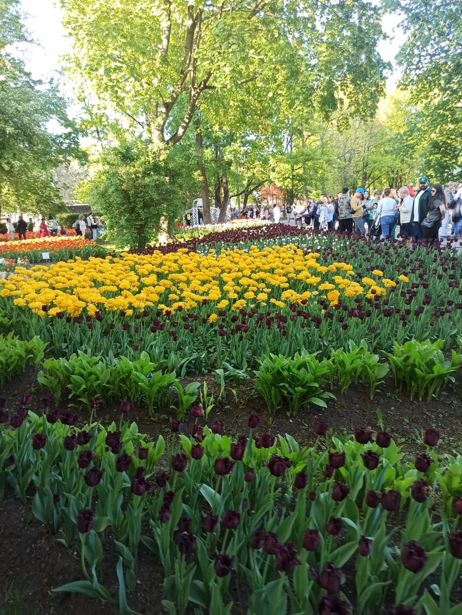 Фестиваль тюльпанов Санкт-Петербург