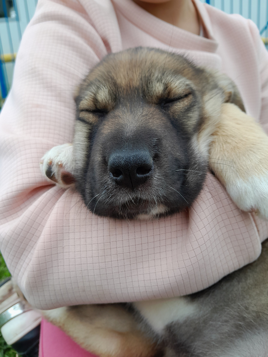 Вот этот "подарок".