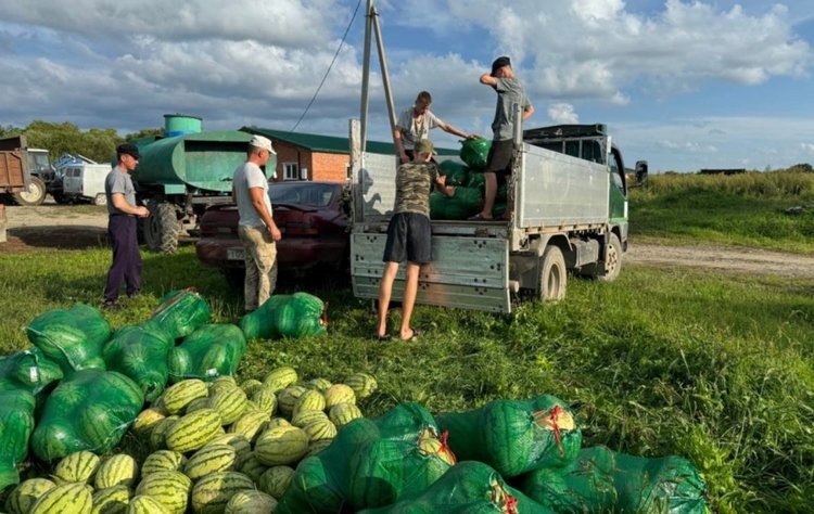    Какие сорта арбуза на пике популярности в Хабаровском крае