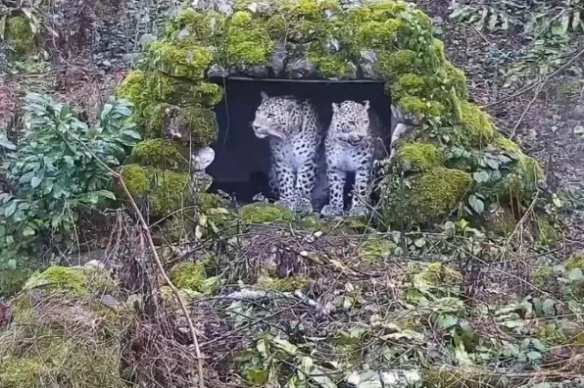    Во время выпуска на свободу застрелили леопарда Терека из нацпарка Сочи