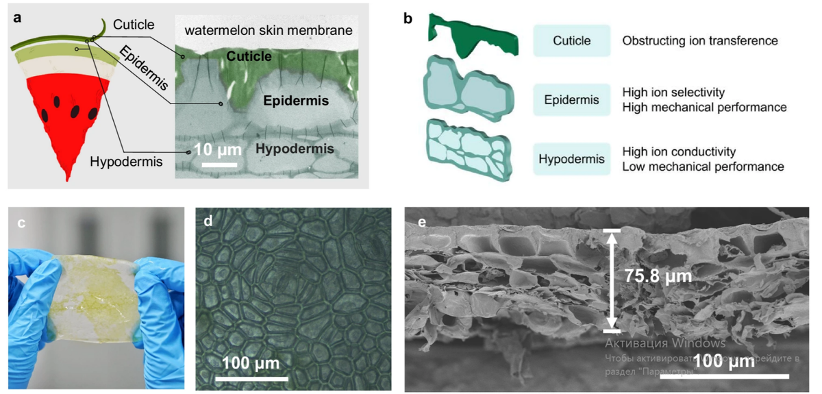   Liu et al. / Nature Communications, 2024