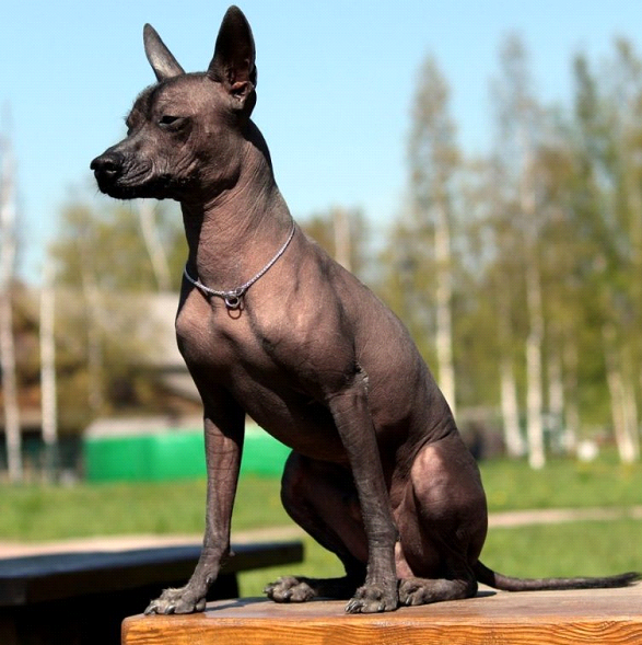 Сайт superminiki.com