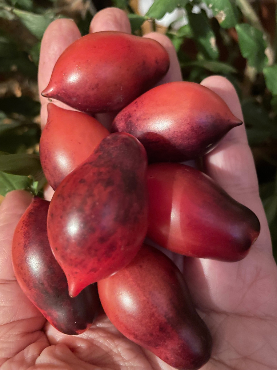 Сказочная фея