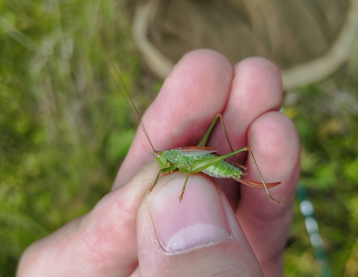 Самка Короткокрылого Мечника (Conocephalus dorsalis) в областной части нац. парка "Лосиный остров".