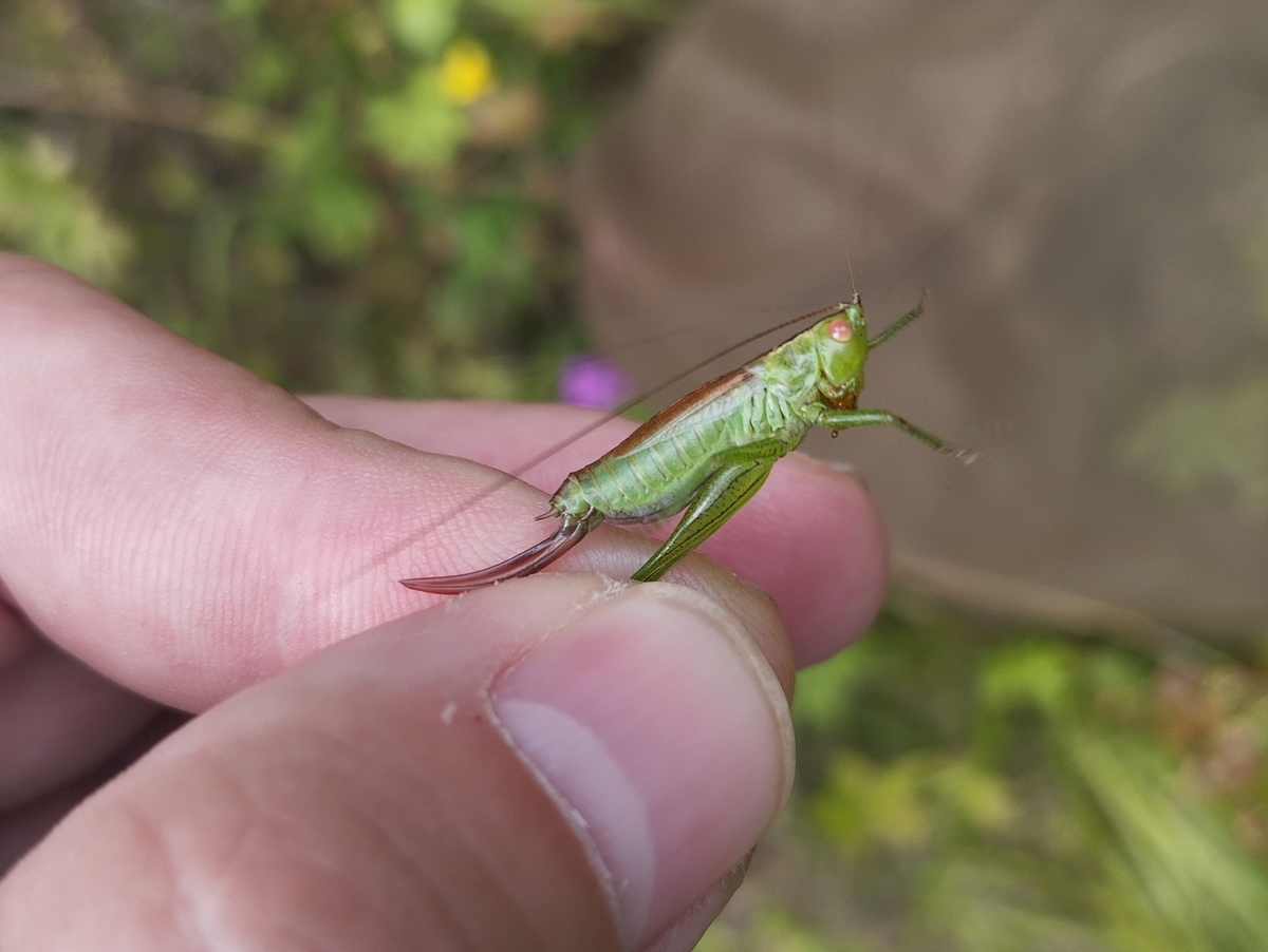 Самка Короткокрылого мечника (Conocephalus dorsalis). 