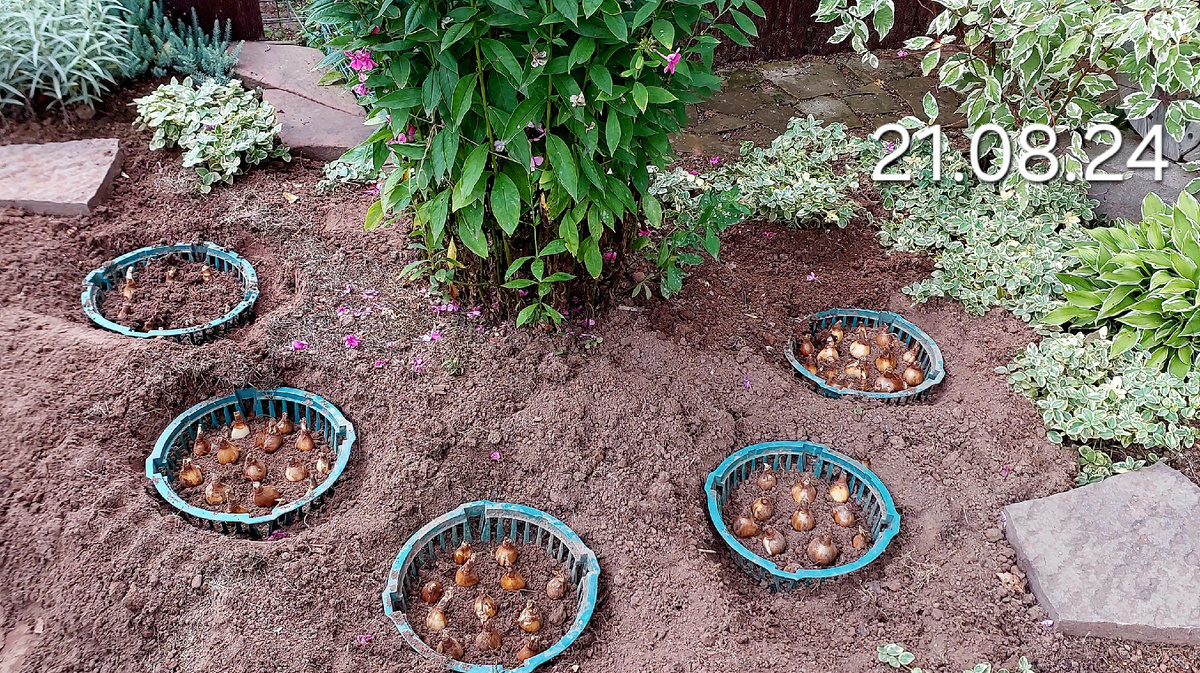 По задумке "полукруг" из одинаковых растений должен стать повторяющимся элементом. в цветнике.