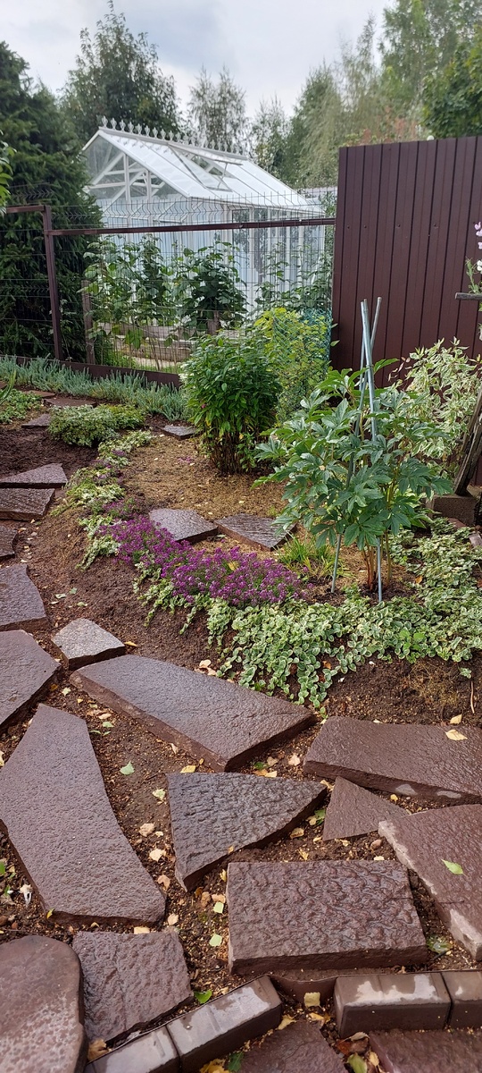  На фото угадывается ещё один. Большего диаметра. На переднем плане - пион. За ним (не виден) второй. Совсем маленький. Весной планирую добавить третий. Алиссум с фиолетовыми цветками хорошо вписался между кустиками барвинка. Буду использовать его и в следующем сезоне. Уже и семена купила.