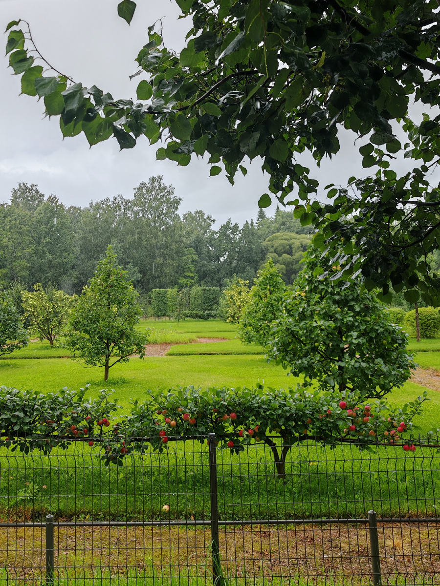 Впервые увидела яблони, которые растут горизонтально 