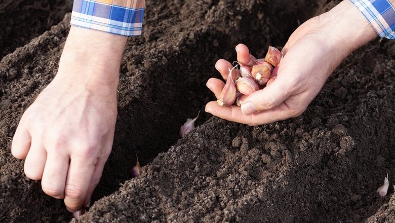 Источник: Shutterstock