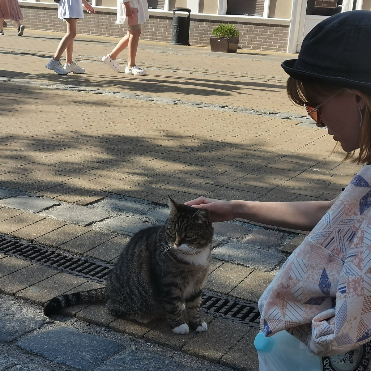 Коты везде. И настоящие и нет. Людей не боятся.