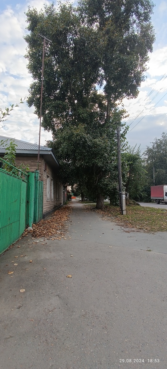 Пожухшие листья на просторах моего города. Фотография автора, август 2024 года. 