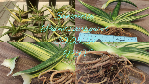 30.08.24 Новая Сансевиерия(Sansevieria) Patents variegated, обзор покупки.