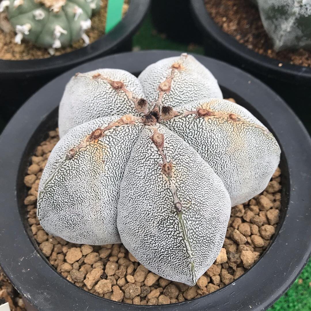 Astrophytum myriostigma cv. Onzuka