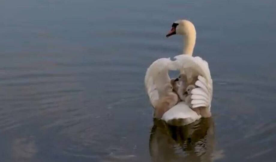 Мама-лебедь прокатила птенцов на спине