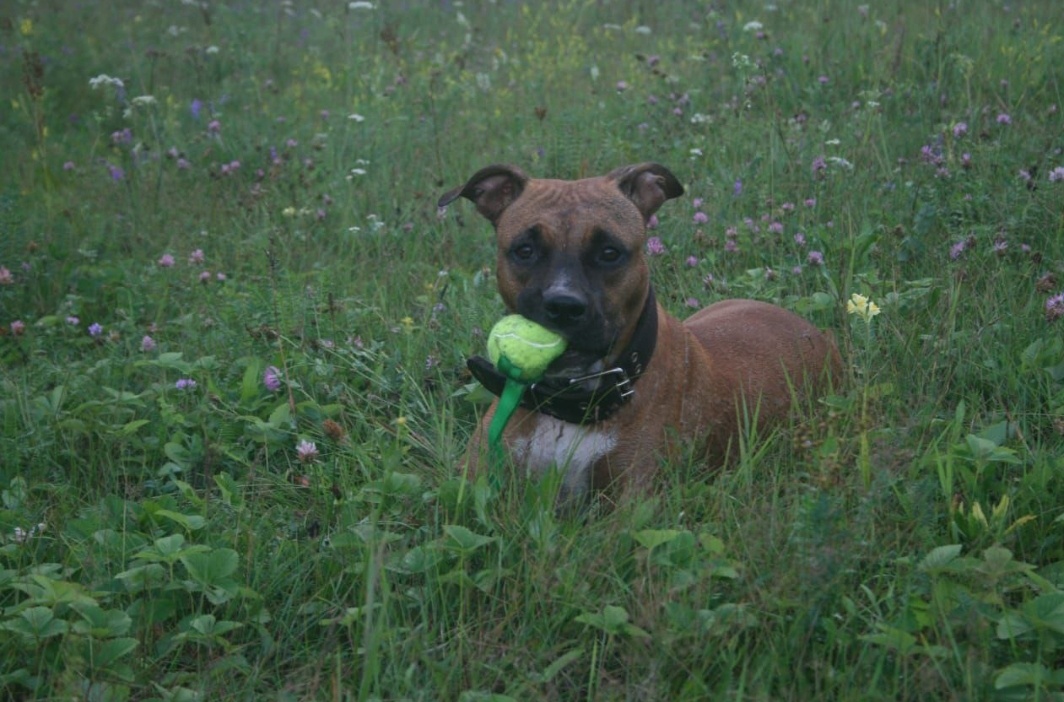 Летнее фото. 