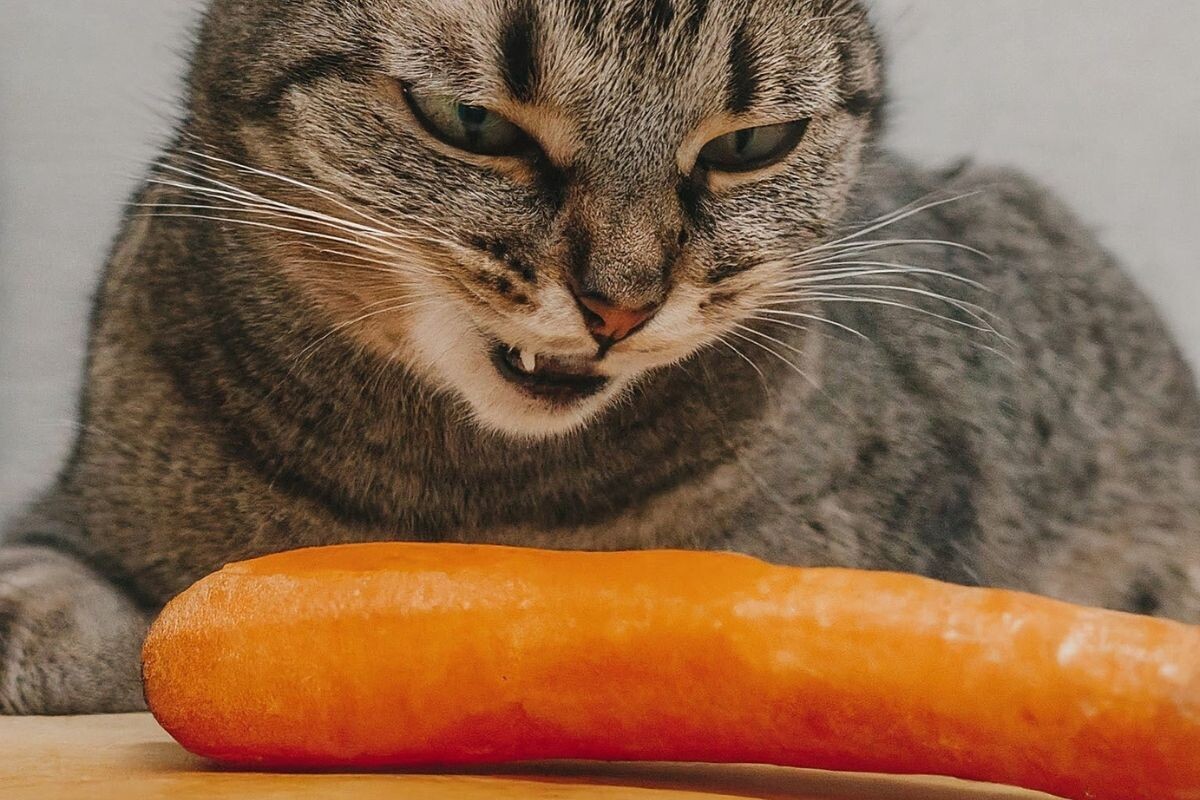 Можно ли кошкам морковь