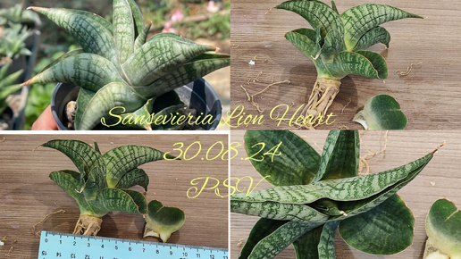 30.08.24 Новая Сансевиерия(Sansevieria) Lion Heart, обзор покупки