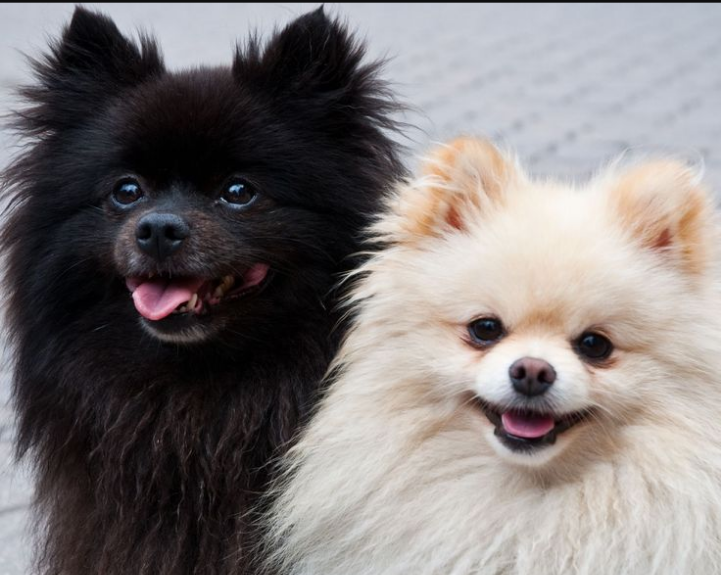 * Снимок домашних питомцев взят из открытого источника