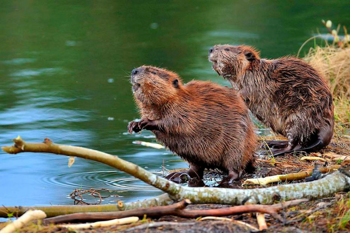    Фото: gosinspekciya.gov.by