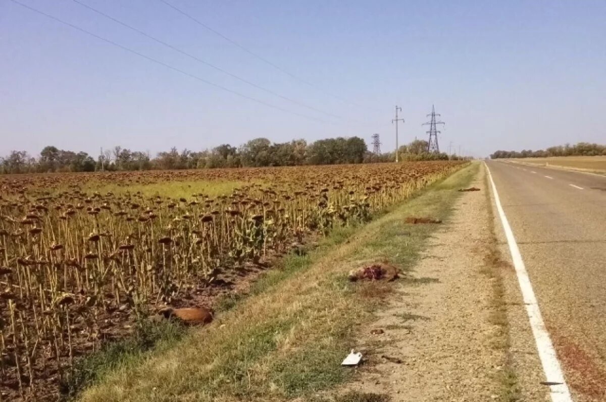    В Краснодарском крае неизвестный водитель сбил на трассе 7 диких кабанов