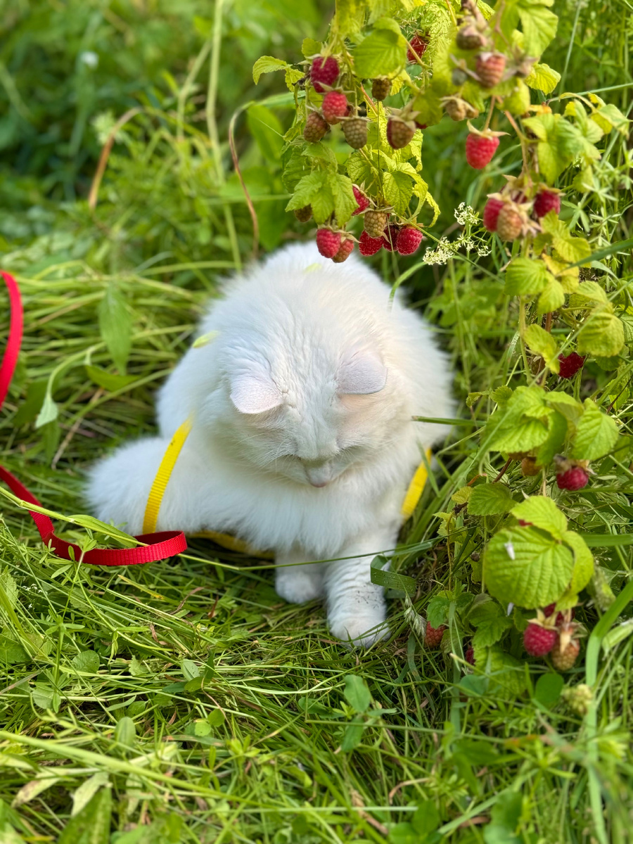 Рози на малиновых тропках🍓