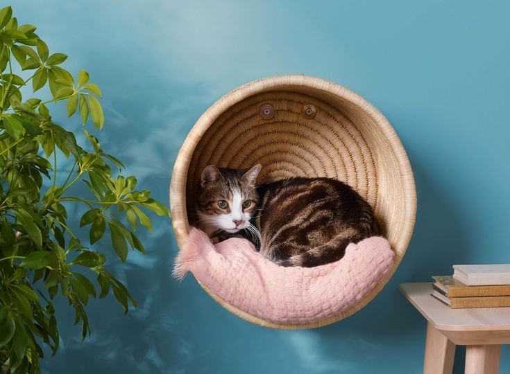 Не каждый может позволить себе приобрести целый комплекс для кота. Но можно создать своими руками, и это будет бюджетно