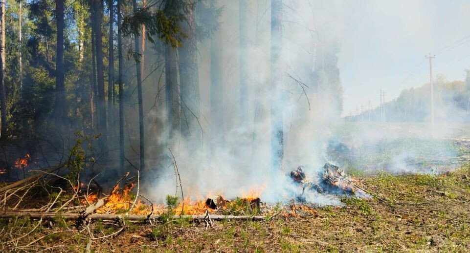    Комитет лесного хозяйства хозяйства Московской области