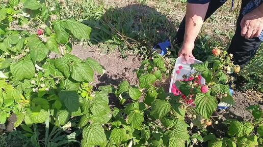 Съездили на самосбор малины. Сварили много варенья. В погребе уже не хватает места, нужно ещё делать полки. Нашли воду в колодце.